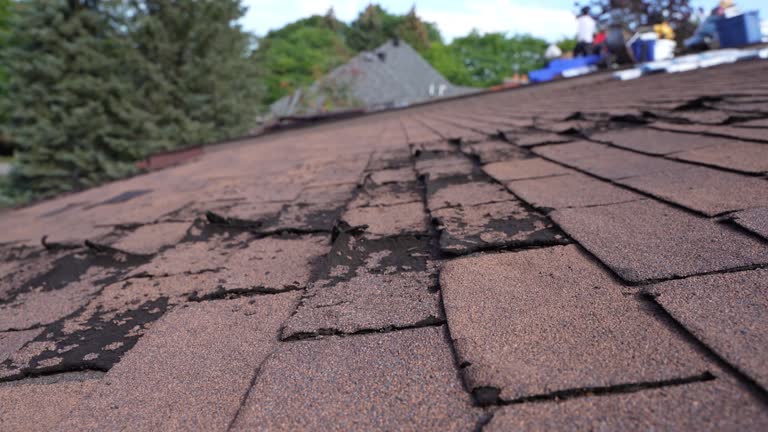 Best Asphalt Shingles Roofing  in Almont, MI